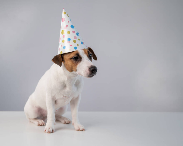 Dog in a birthday hat on a white background. Jack russell terrier is celebrating an anniversary - Fotografie, Obrázek