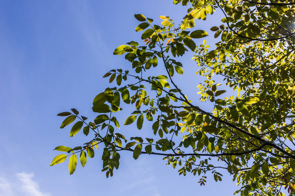 Walnut tree branches with green leaves on sky background in sunny weather - Foto, immagini