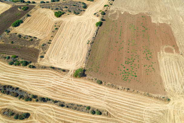 Птахи дивляться на зернові поля після збору врожаю влітку. Сільське господарство Кіпр - Фото, зображення