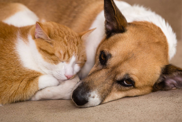 Chat et chien reposant ensemble sur le canapé. Meilleurs amis. - Photo, image