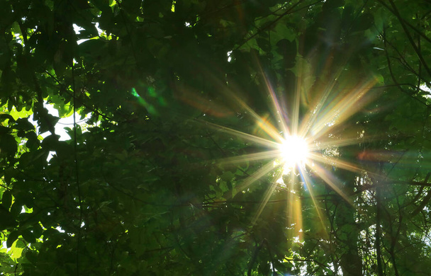 Fantastische straal van zonlicht schijnt door groen gebladerte - Foto, afbeelding