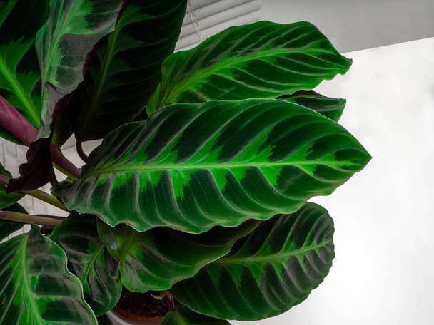 Calathea warscewiczii is a species of evergreen, perennial, herbaceous plant in the Marantaceae family - Photo, Image