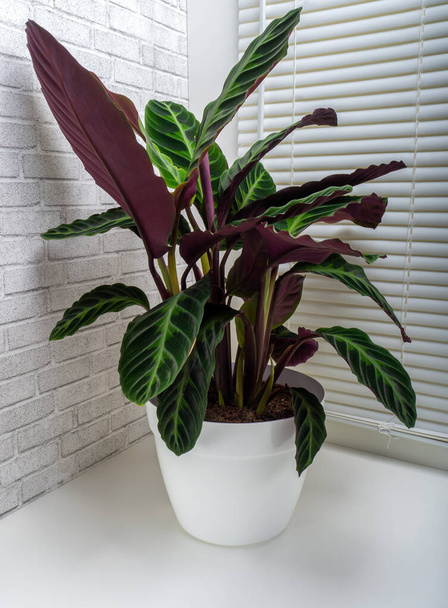 Calathea warscewiczii is a species of evergreen, perennial, herbaceous plant in the Marantaceae family - Fotó, kép