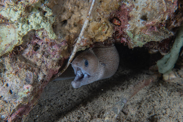Moray eel Mooray lycodontis undulatus en el Mar Rojo, eilat israel
 - Foto, Imagen