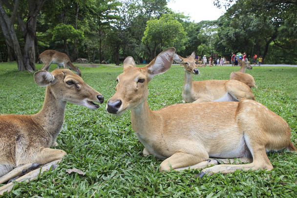Detailní záběr jeleni v otevřené zoo použití pro volně žijících zvířat v z - Fotografie, Obrázek
