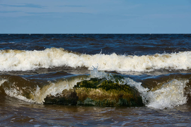 Μια μεγάλη πέτρα κατάφυτη με πολύχρωμα φύκια, πάνω στην οποία ένα αφρώδες θαλάσσιο κύμα κυλάει και το τυλίγει σαν τζελ, μια ηλιόλουστη καλοκαιρινή μέρα. - Φωτογραφία, εικόνα