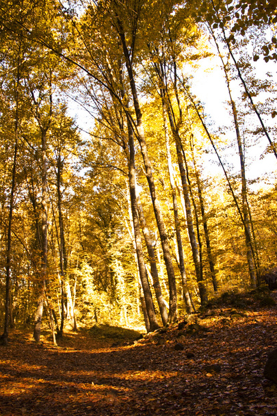 Autumn Forest. Park Road. Landscape with the autumn forest. - Valokuva, kuva