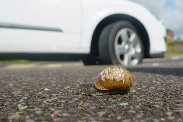 Un caracol de jardín (Cornu aspersum) se mueve a través de un pavimento urbano con un coche en el fondo - Foto, imagen
