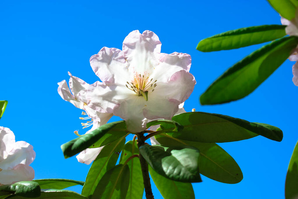 White beautiful azalea flower with green leaves against a blue clear sky in summer day. Blooming Rhododendron shrubs. Blossom flower in a spring garden. Floral wallpaper. Heather family, Ericaceae.  - Photo, Image