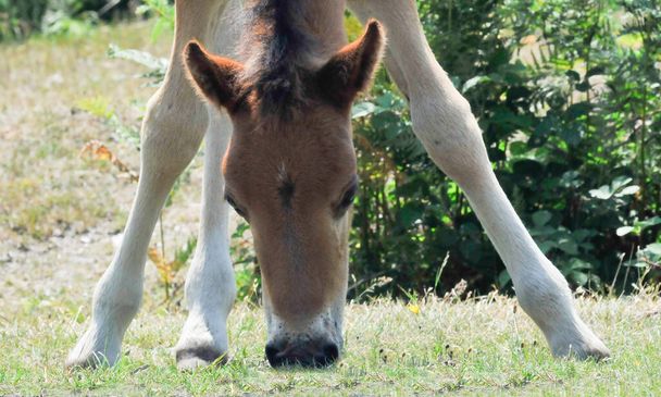 Nový lesní poník s nohama od sebe se živí trávou - Fotografie, Obrázek
