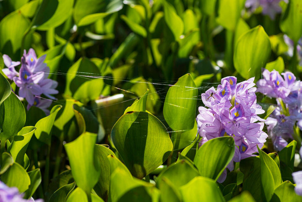 Vista de cerca de los jacintos de agua en flor que crecen en un pantano natural. Enfoque selectivo. Israel - Foto, imagen