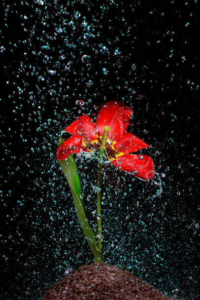 watering flowers four - Foto, Bild