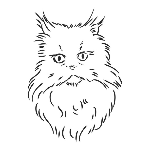 Hand drawing Persian cat vector version persian cat vector sketch - Vector, Image