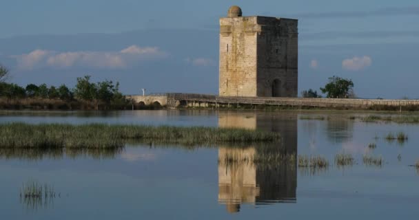 Věž Carbonniere, Saint Larent d 'Aigouze, Gard, Francie. Středověká věž Carbonniere v mokřinách, Camargue, Francie - Záběry, video