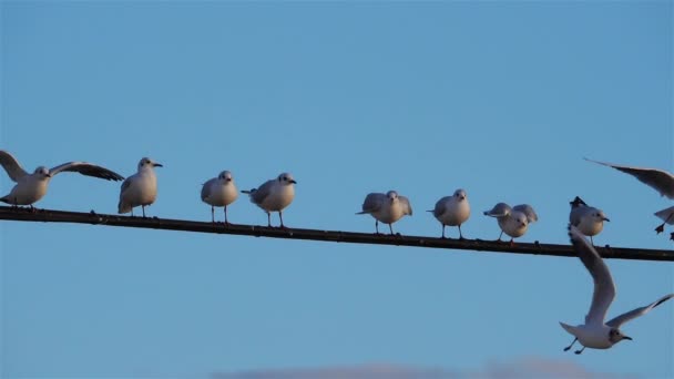 Grupo de gaivotas de cabeça negra. Chroicocephalus ridibundus - Filmagem, Vídeo