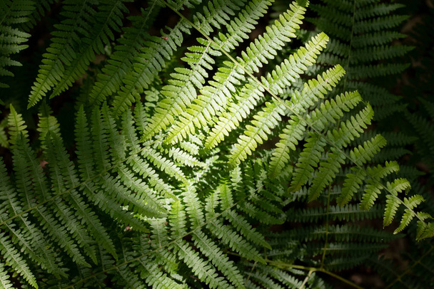 Fern leafs slightly covered in shadows on a bright, sunny day - perfect as a background for promoting natural products or concepts - Photo, Image