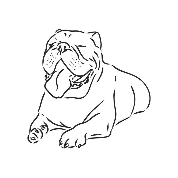 Linienkunst der französischen Bulldogge mit drei Gesichtsunterschieden - Vektor, Bild
