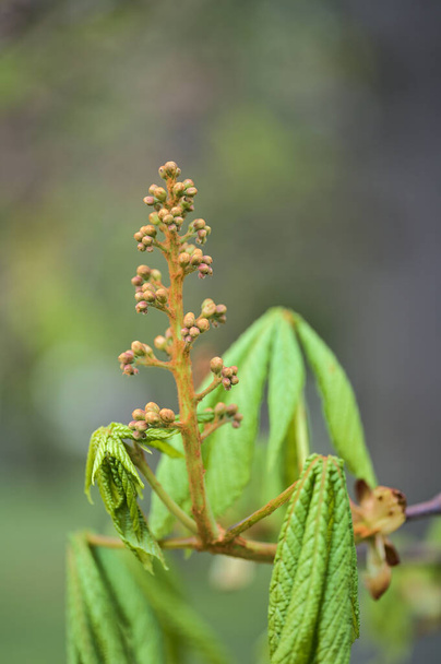 Beautiful closeup view of spring chestnut (Castanea) tree buds and young leaves growing in Ballawley Park, Sandyford, Dublin, Ireland. Soft and selective focus. High resolution - Foto, Imagen