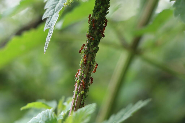 червоні мурахи доїння зеленої попелиці на стеблі кропиви
 - Фото, зображення