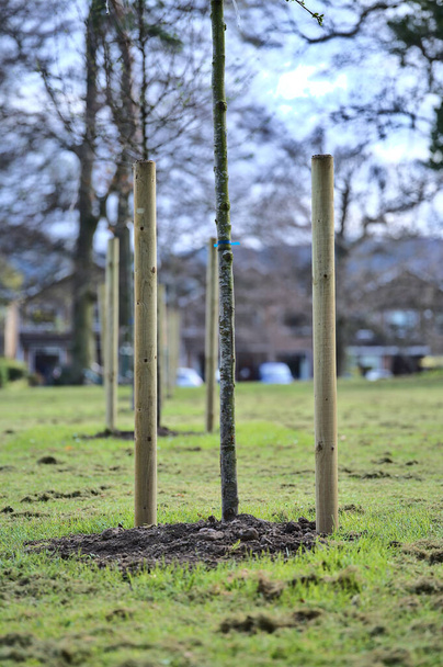 Beautiful spring vertical closeup view of single small trees with two stakes to protect from the wind, Ballawley Park, Sandyford, Dublin, Ireland. High resolution. Young tree support - Zdjęcie, obraz