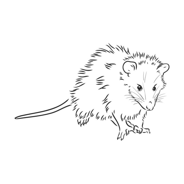 Croquis vectoriel opossum museau opossum illustration vectorielle - Vecteur, image