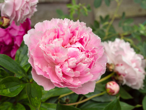 Primer plano de una hermosa flor rosa de Peony - Foto, Imagen