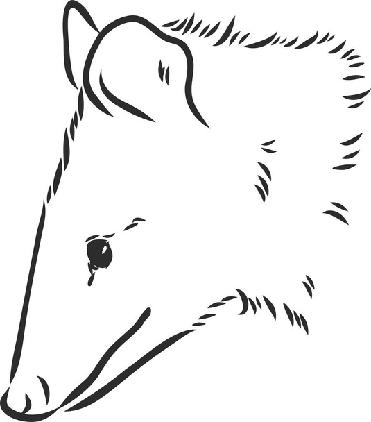 Vector sketch possum muzzle possum vector illustration - Vector, Image