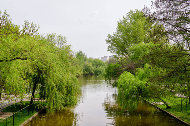 Landscape with water and green weeping willow trees on the shoreline of Titan Lake in Alexandru Ioan Cuza (IOR) Park in Bucharest, Romania,  in a cloudy spring day with white sky - Photo, Image
