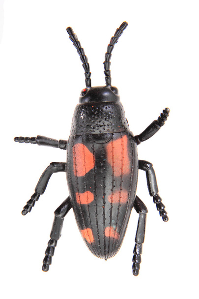 giocattolo di scarabeo di plastica (bug
) - Foto, immagini