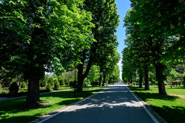 Ландшафт зі старими зеленими деревами і сірою алеєю в парку Могосоая (Паркул Могосоая), притягування вихідних до Бухареста, Румунія, в сонячний весняний день. - Фото, зображення