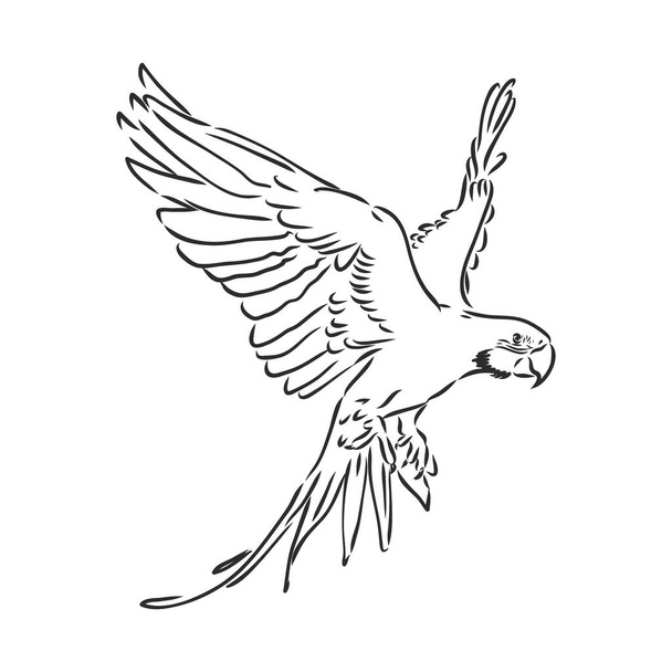 tropical parrot and bird head black and white vector outline - Vector, Imagen