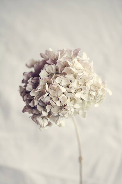 Hydrangea, hortesia, dried flower on grey background. Pastel, natural colors. Vintage style. selective focus.  - Photo, Image