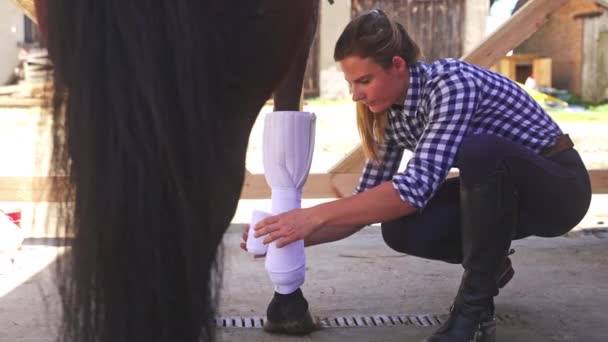 Cuidador aplicando vendaje en patas de caballo envolviendo el vendaje en patas de sementales - Imágenes, Vídeo