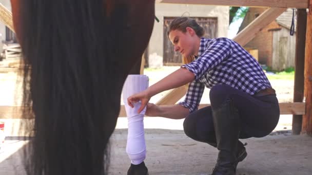 Ιδιοκτήτης αλόγων που εφαρμόζει επίδεσμο στα πόδια του αλόγου της στο στάβλο κατά τη διάρκεια της ημέρας - Πλάνα, βίντεο