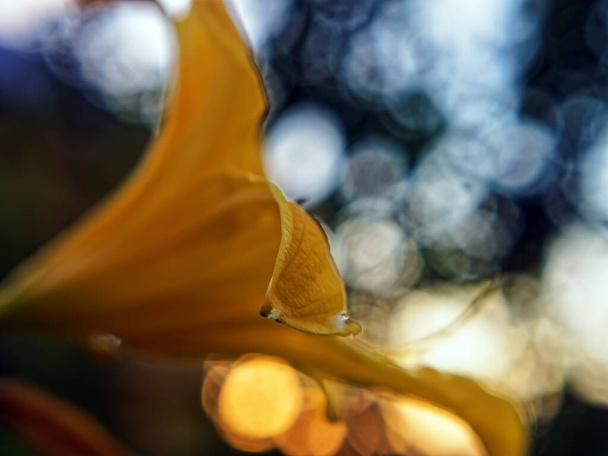 дневные цветы на клумбе в саду, летом - Фото, изображение
