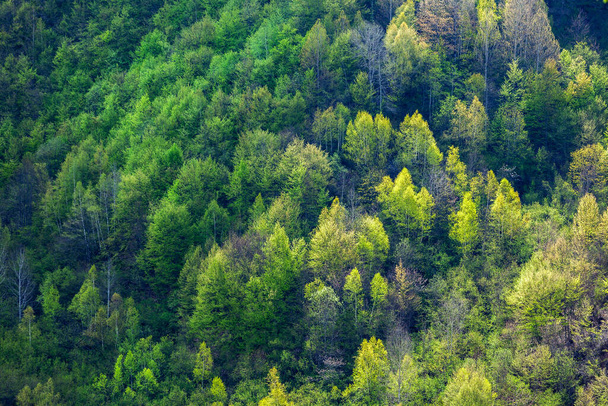 Árboles en las montañas de Svaneti. Hermoso paisaje de verano - Foto, imagen