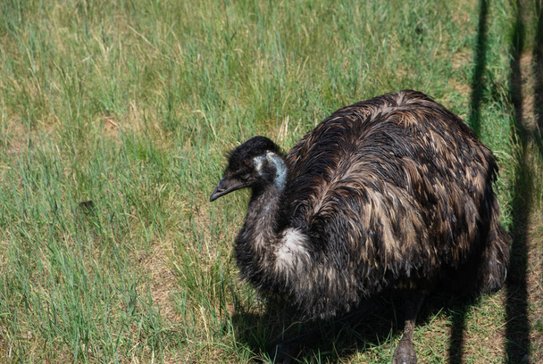 Australian Emu ostrich resting on a farm - 写真・画像