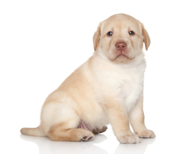 Golden retriever puppy - 写真・画像