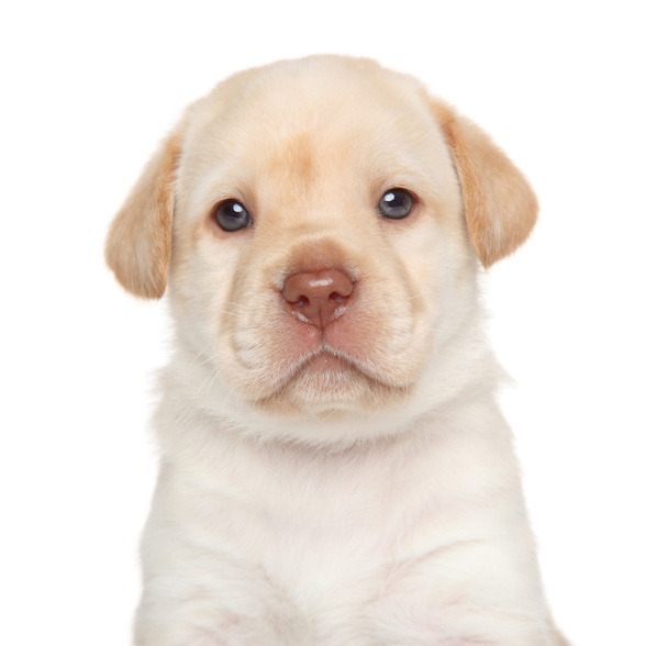 Golden retriever puppy - Foto, imagen