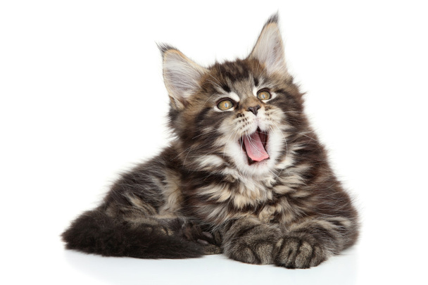 Maine Coon kitten - Fotó, kép