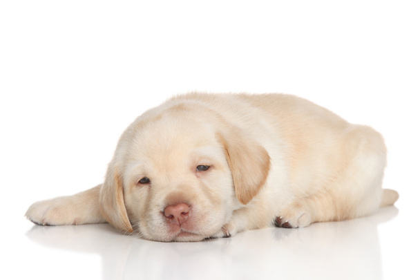 Golden retriever puppy - Foto, Imagem