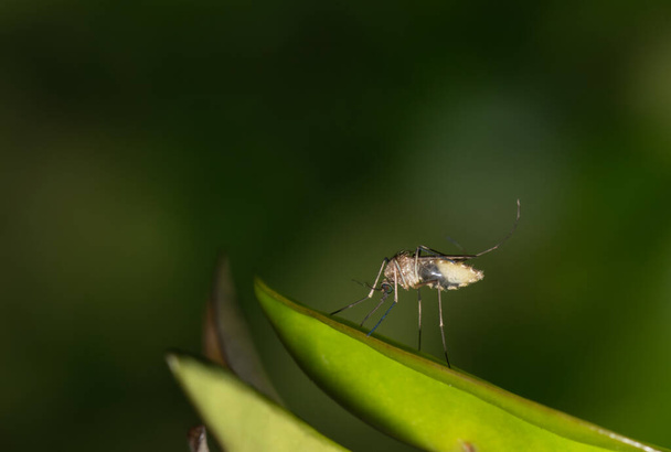 Zanzara appoggiata su una foglia verde durante le ore notturne a Houston, Texas. Questi sono più prolifici durante i mesi più caldi e possono trasportare il virus del Nilo occidentale. - Foto, immagini