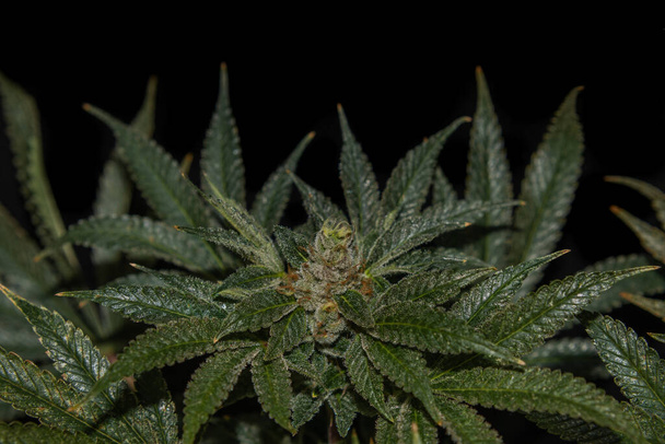 Vista macro para S.A.G.E. variedad de color marihuana flor - Foto, imagen