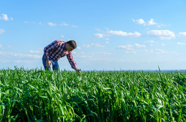 een man als landbouwer poseert in een veld, gekleed in een geruit hemd en jeans, controleert en inspecteert jonge kiemgroenten van tarwe, gerst of rogge, of andere granen, een concept van landbouw en agronomie - Foto, afbeelding
