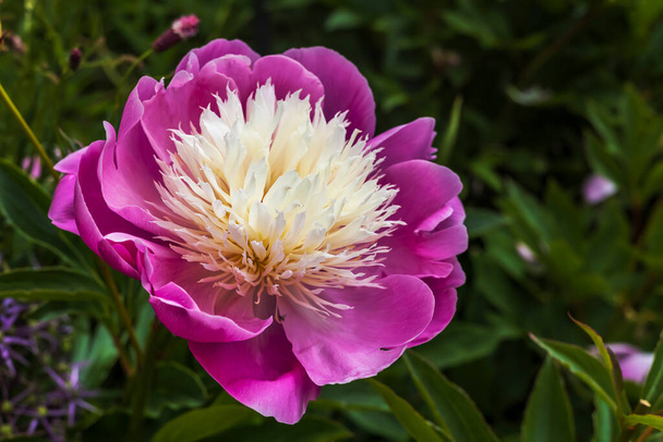 Kalich tvořící růžovou s bledou smetanou střed pivoňka mísa krásy květ zblízka v zahradě. - Fotografie, Obrázek
