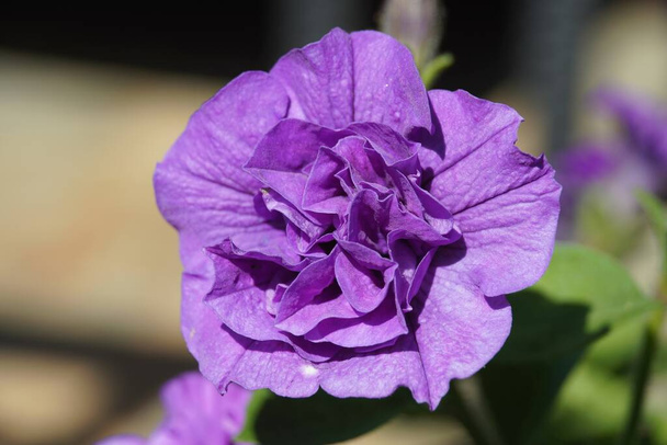 Ładny fioletowy kwiat w ogrodzie z bliska widok makro zbliżenie - Zdjęcie, obraz