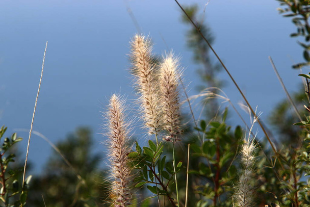 Spikelets of the ornamental plant Pennisetum in a city park in northern Israel  - Photo, Image