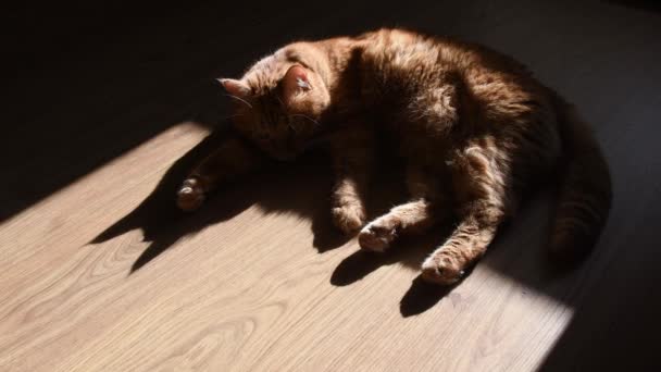 Tumma varjo punainen kissa lattialla ravistamalla häntä - Materiaali, video