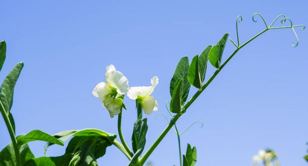 Groene scheuten van bloeiende erwten tegen een heldere blauwe lucht. Biologische producten in de tuin. Close-up zicht. - Foto, afbeelding