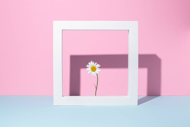 Eine Kamille in einem quadratischen weißen Rahmen, ein Präsentationspodest auf rosa-blauem Hintergrund.  - Foto, Bild